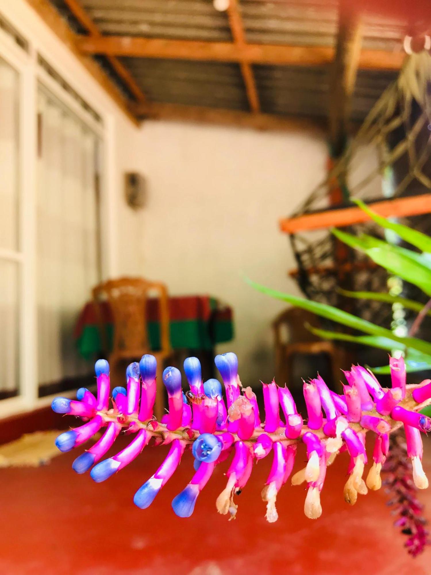 Ella Jungle Inn Homestay And Tree House Exterior foto