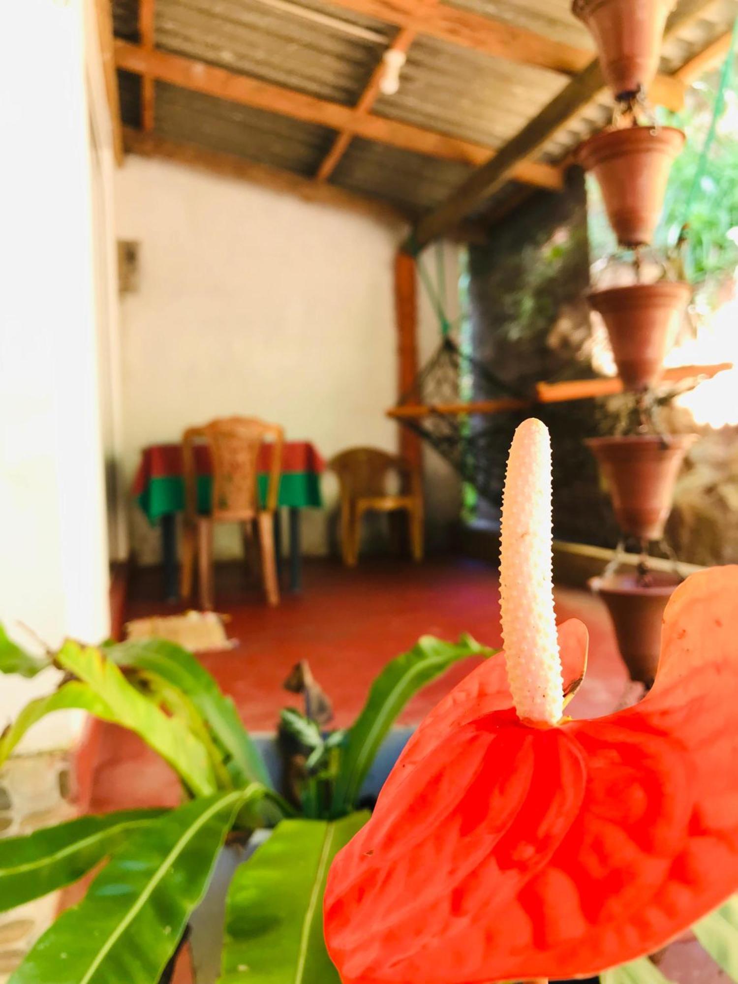 Ella Jungle Inn Homestay And Tree House Exterior foto