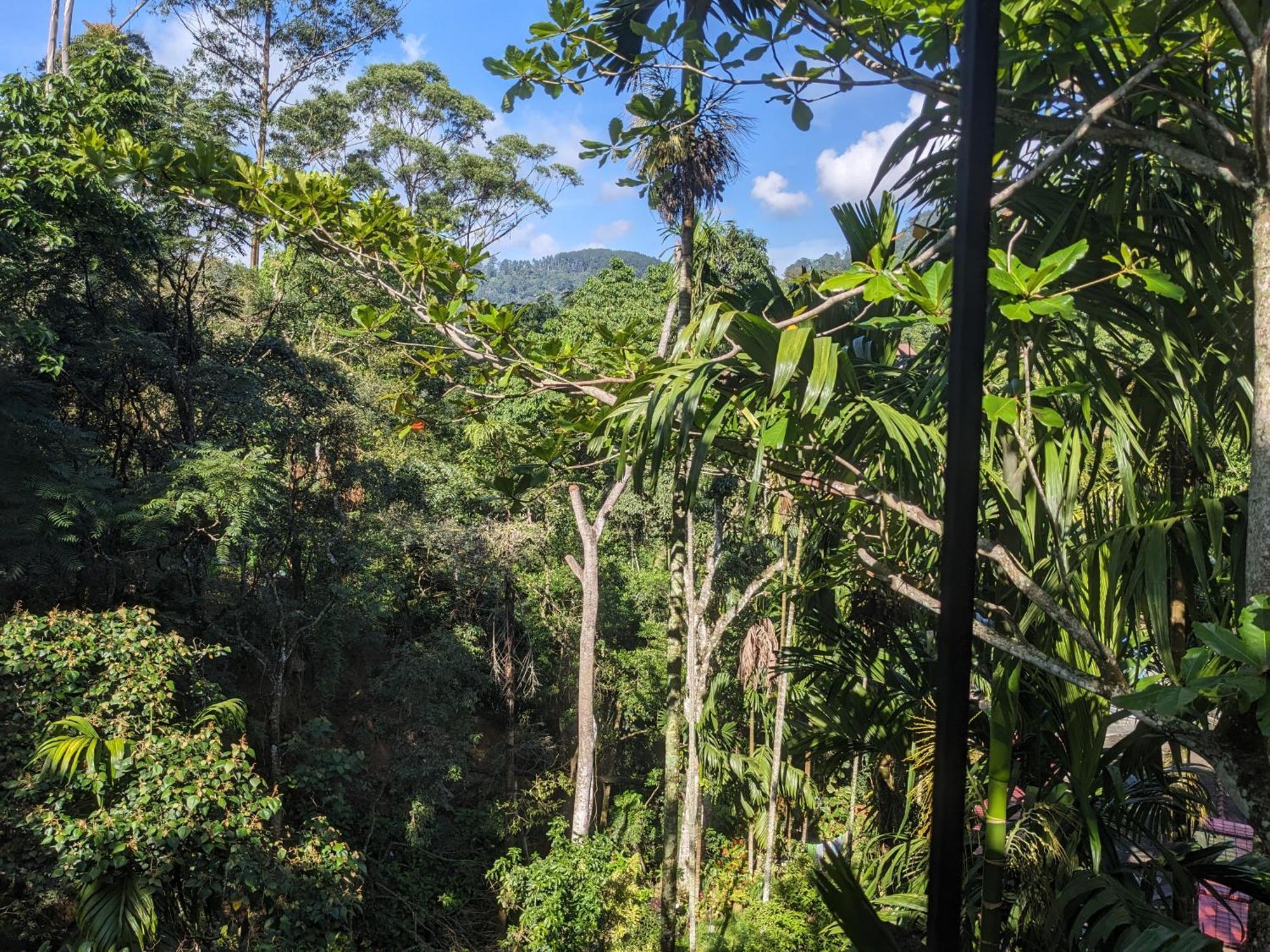 Ella Jungle Inn Homestay And Tree House Exterior foto