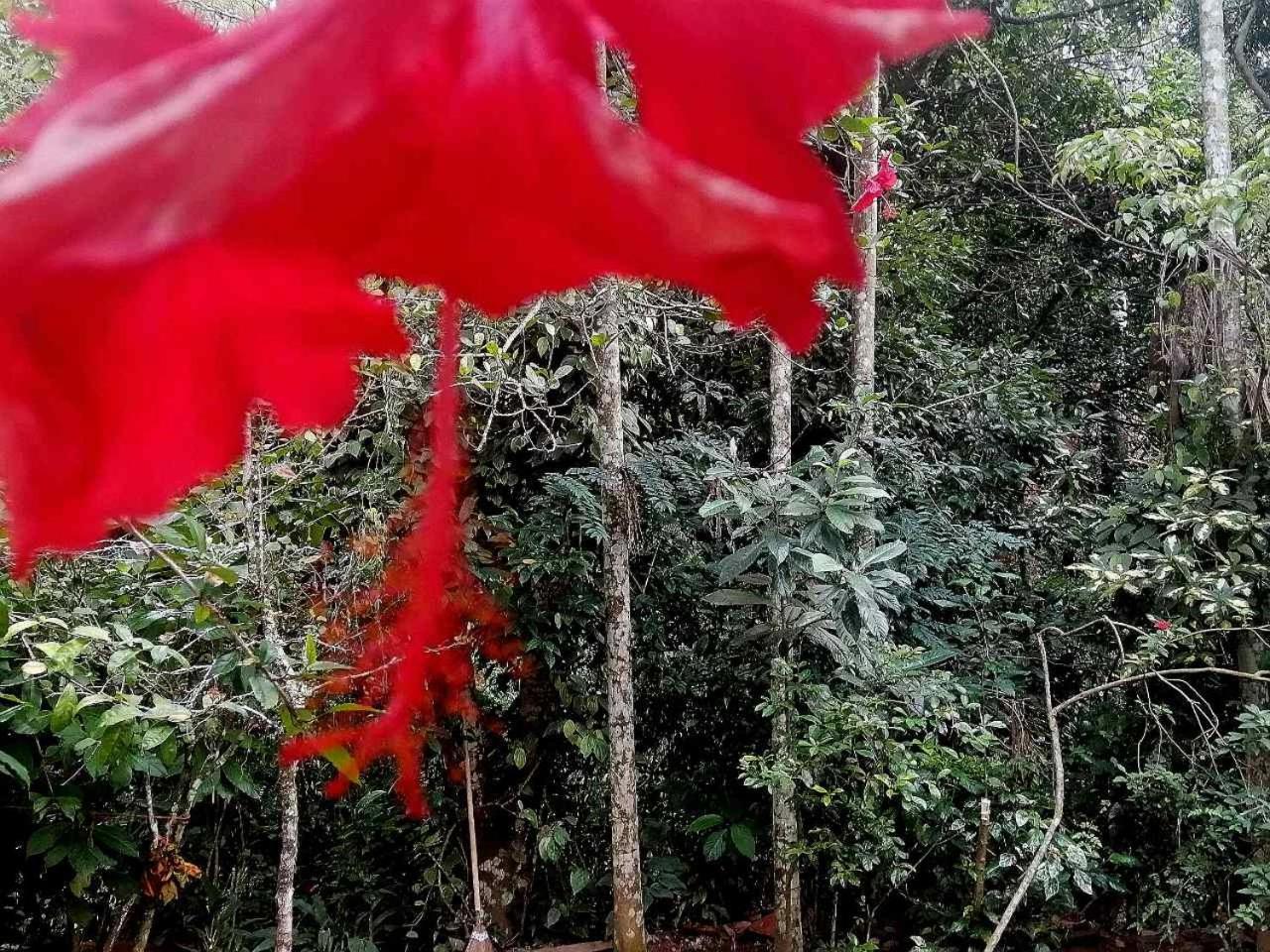 Ella Jungle Inn Homestay And Tree House Exterior foto
