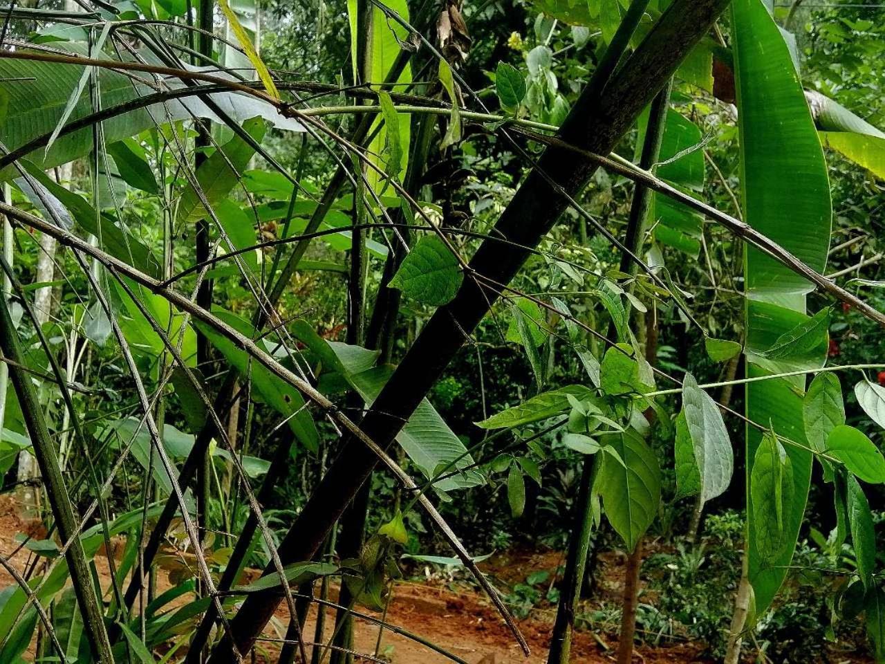 Ella Jungle Inn Homestay And Tree House Exterior foto