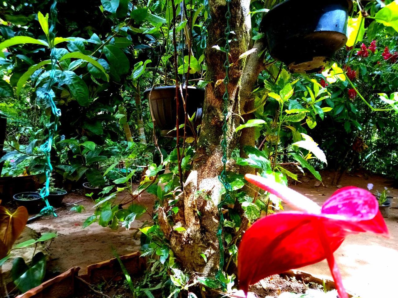Ella Jungle Inn Homestay And Tree House Exterior foto