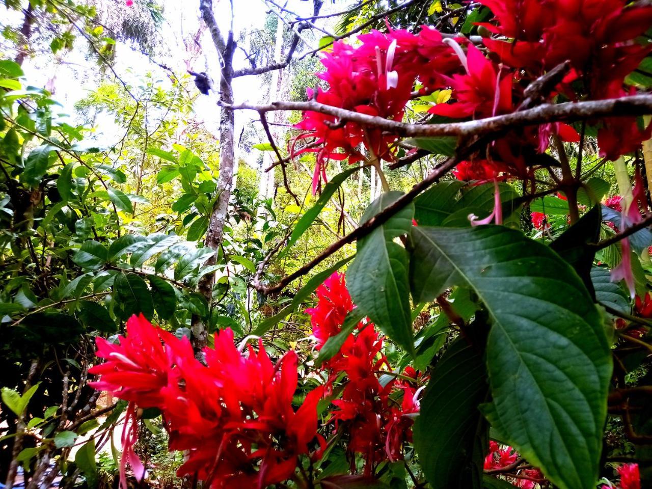 Ella Jungle Inn Homestay And Tree House Exterior foto
