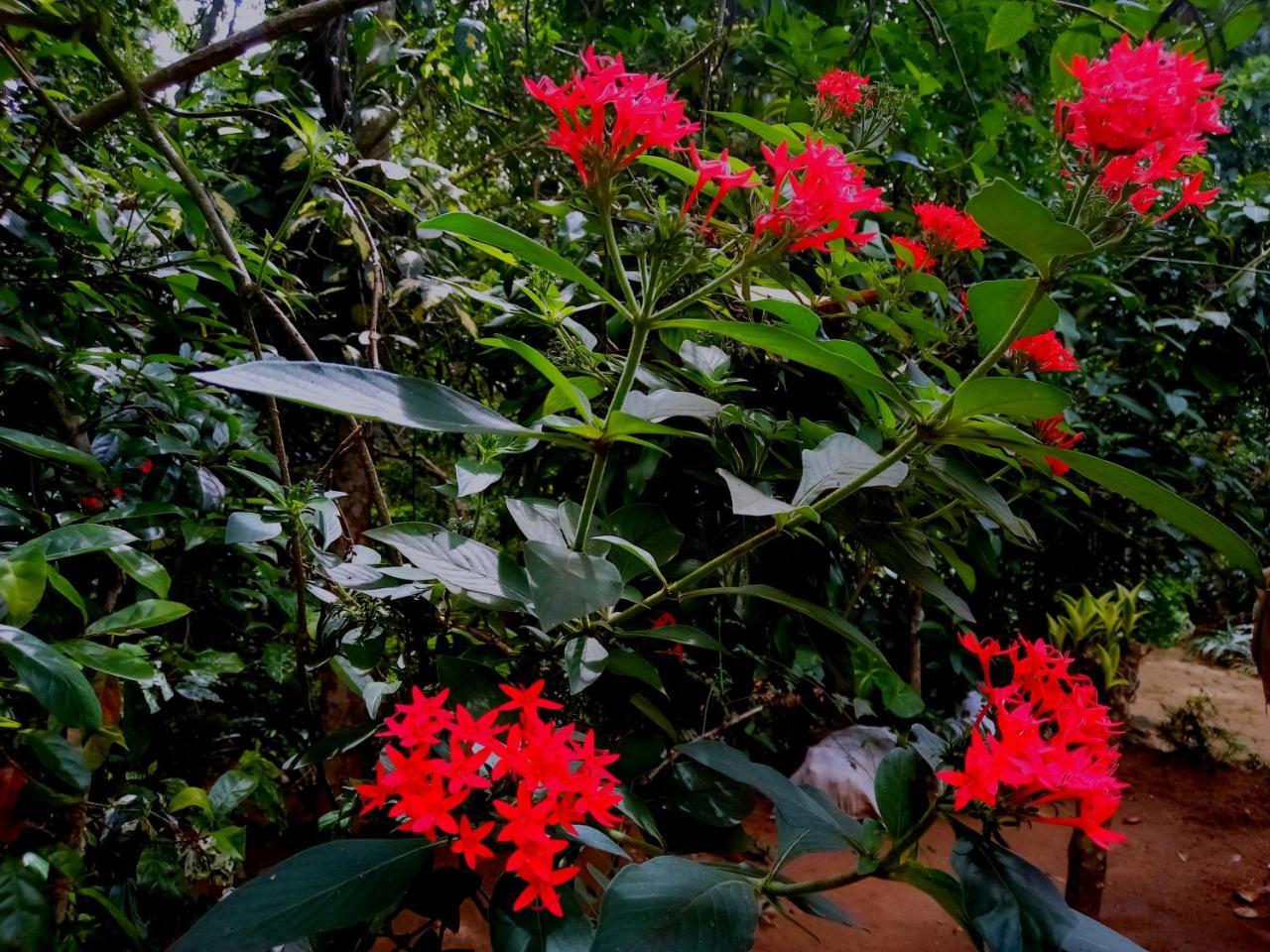 Ella Jungle Inn Homestay And Tree House Exterior foto